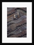 Grevy's Zebras by Corbis