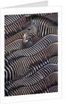 Grevy's Zebras by Corbis