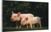 Yorkshire Piglets by Anonymous