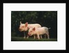 Yorkshire Piglets by Anonymous