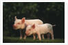 Yorkshire Piglets by Anonymous