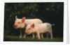 Yorkshire Piglets by Anonymous