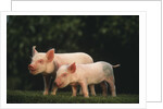 Yorkshire Piglets by Anonymous