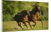 Horses Galloping by Anonymous