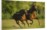 Horses Galloping by Anonymous