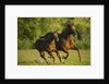 Horses Galloping by Anonymous