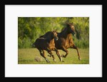 Horses Galloping by Anonymous