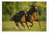 Horses Galloping by Anonymous