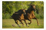 Horses Galloping by Anonymous