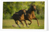 Horses Galloping by Anonymous