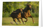 Horses Galloping by Anonymous