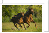 Horses Galloping by Anonymous