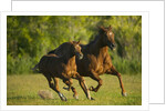 Horses Galloping by Anonymous