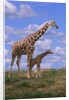 Reticulated Giraffe with Young by Anonymous