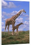 Reticulated Giraffe with Young by Anonymous