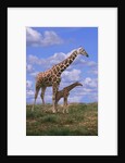 Reticulated Giraffe with Young by Anonymous