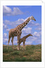 Reticulated Giraffe with Young by Anonymous