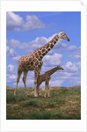 Reticulated Giraffe with Young by Anonymous