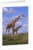 Reticulated Giraffe with Young by Anonymous
