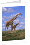 Reticulated Giraffe with Young by Anonymous