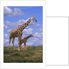 Reticulated Giraffe with Young by Anonymous