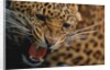 Snarling Leopard by Anonymous