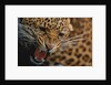 Snarling Leopard by Anonymous