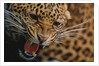 Snarling Leopard by Anonymous