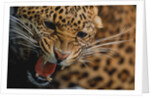 Snarling Leopard by Anonymous