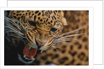 Snarling Leopard by Anonymous