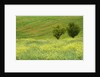 Wildflowers Blooming in Meadow by Anonymous