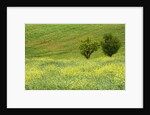Wildflowers Blooming in Meadow by Anonymous