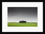 Cypress Grove in Field by Anonymous