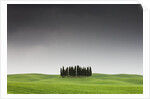 Cypress Grove in Field by Anonymous