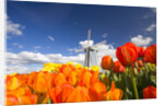 Windmill in Tulip Field by Anonymous