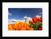Windmill in Tulip Field by Anonymous