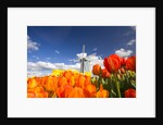 Windmill in Tulip Field by Anonymous
