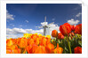 Windmill in Tulip Field by Anonymous