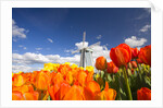 Windmill in Tulip Field by Anonymous