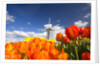 Windmill in Tulip Field by Anonymous