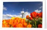 Windmill in Tulip Field by Anonymous