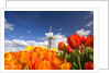Windmill in Tulip Field by Anonymous
