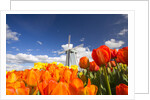 Windmill in Tulip Field by Anonymous
