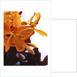 Yellow Flowers by Anonymous