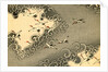 Illustration of Cranes Flying in Grey Clouds by Anonymous