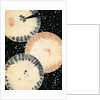 Illustration of Three Umbrellas in Snow by Anonymous
