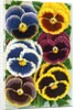 Seed Catalog Illustration of Six Pansy Blossoms by Anonymous