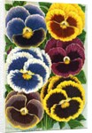 Seed Catalog Illustration of Six Pansy Blossoms by Anonymous