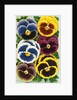 Seed Catalog Illustration of Six Pansy Blossoms by Anonymous