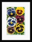 Seed Catalog Illustration of Six Pansy Blossoms by Anonymous